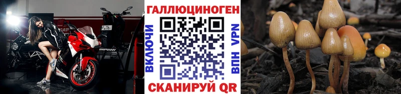 где можно купить наркотик  Опочка  blacksprut как зайти  Псилоцибиновые грибы Psilocybe 